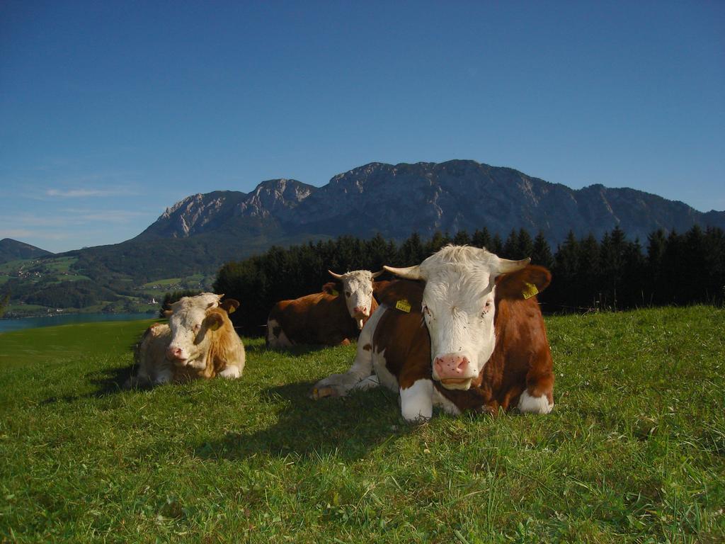 Ferienhof Margarethengut Unterach am Attersee Exteriör bild